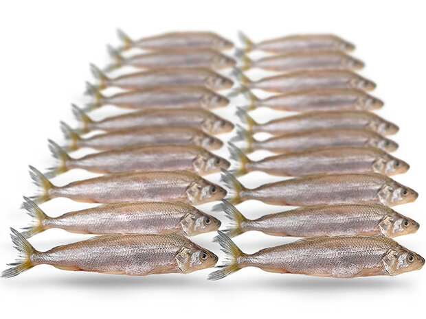 Spiering klein