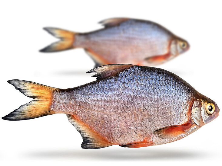 Kolblei/Brasem groot 