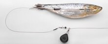 Deadbait Ready To Go Bottom Kit 7X7 Wire SPRO