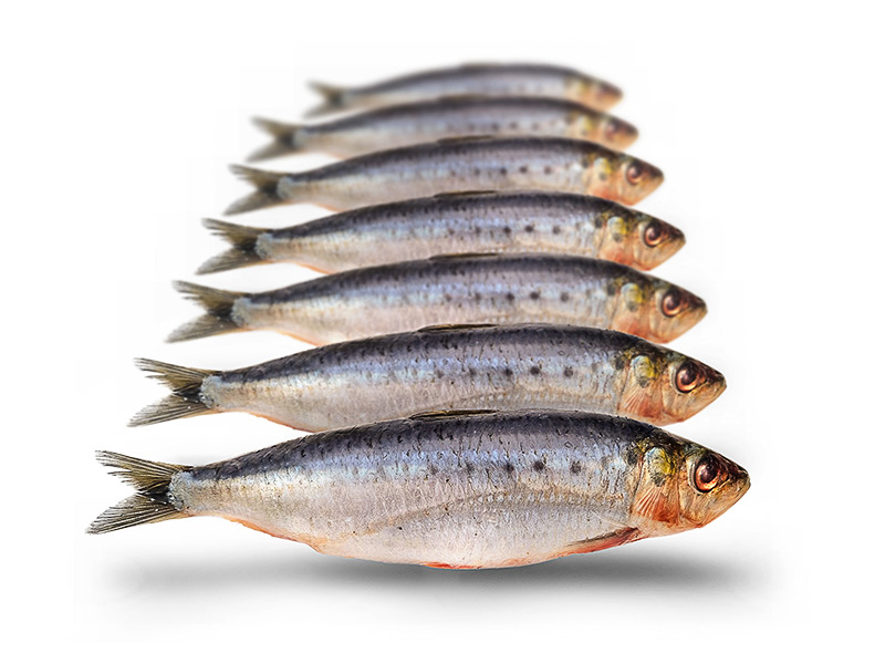 Sardines klein