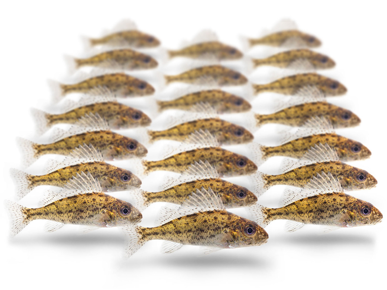 Doodaas Pos Klein - Vacuüm verpakt | 5-15CM | 5-7ST