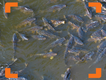 Het ideale voer op de voederplek!