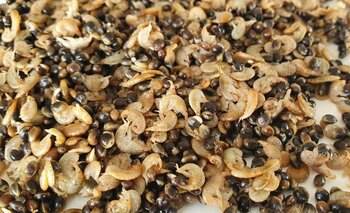 Partikels en natuurlijk aas