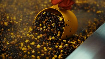 Lokvoer voor karpervissen: zelf maken of kant-en-klaar kopen